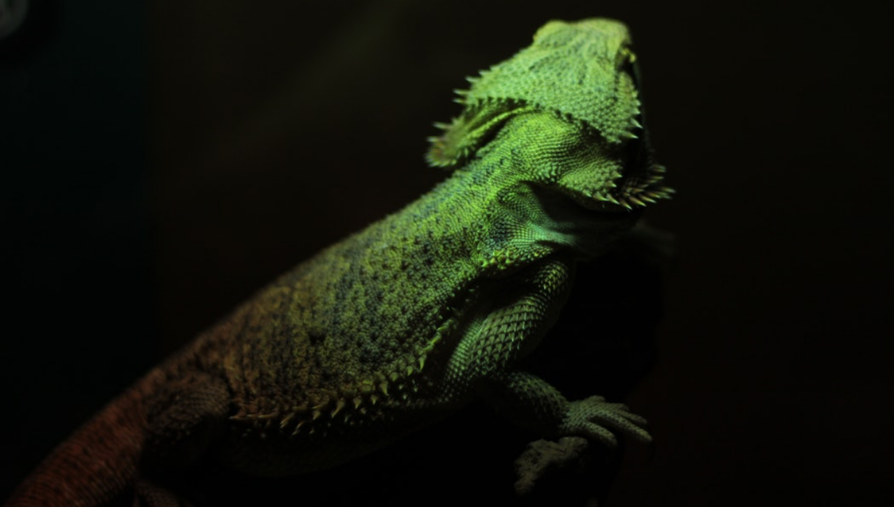 Iguana Verde