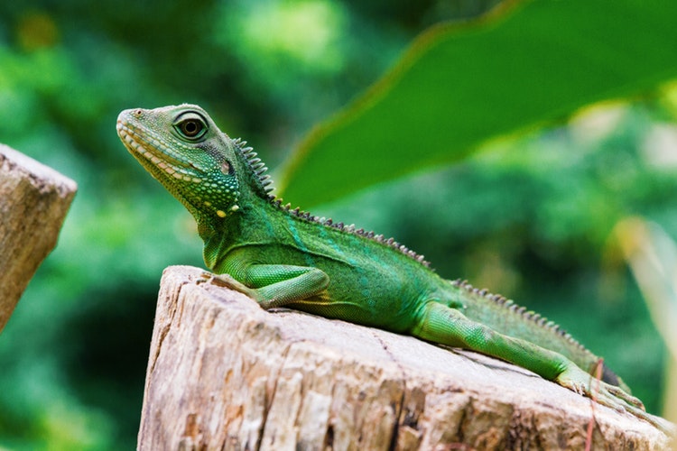 Imagen de Iguana